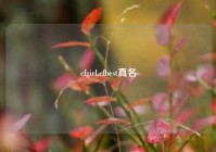 cfgirl,cfbest真名