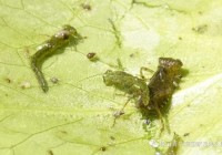湿地水质监测常用的昆虫是哪种？