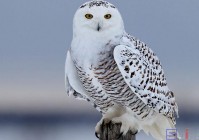 雪鸮百科：白色猫头鹰的生存环境与保护措施