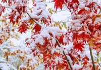 脚尖滑过的地方，火红的枫叶，铺满地；洁白的雪花，飘满天；五彩的果实，挂满枝头，秋——意——浓——郁！
