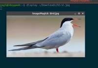 如何在 Linux 终端查看图像 | Linux 中国