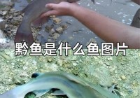 鱼体上发现毛骨悚然的蠕动，这到底是怎么回事？