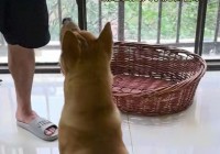 怎么让狗狗听话