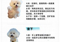 狗狗养成大作战怎么玩？新手快速上手攻略看这里！