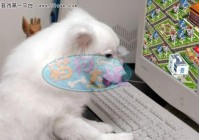千奇百怪的猫狗大战 网络那边其实是只狗