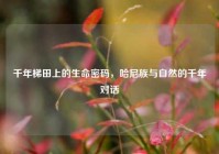 千年梯田上的生命密码，哈尼族与自然的千年对话