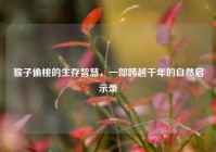 猴子偷桃的生存智慧，一部跨越千年的自然启示录
