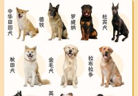超级狗狗中文版都有哪些角色？人物介绍大盘点！