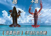 皮皮虾我们走是什么梗？皮皮虾这个梗你了解吗？
