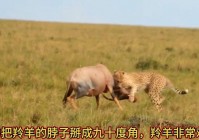 迅捷祖利安猎豹怎么骑？快速驯服坐骑技巧分享！
