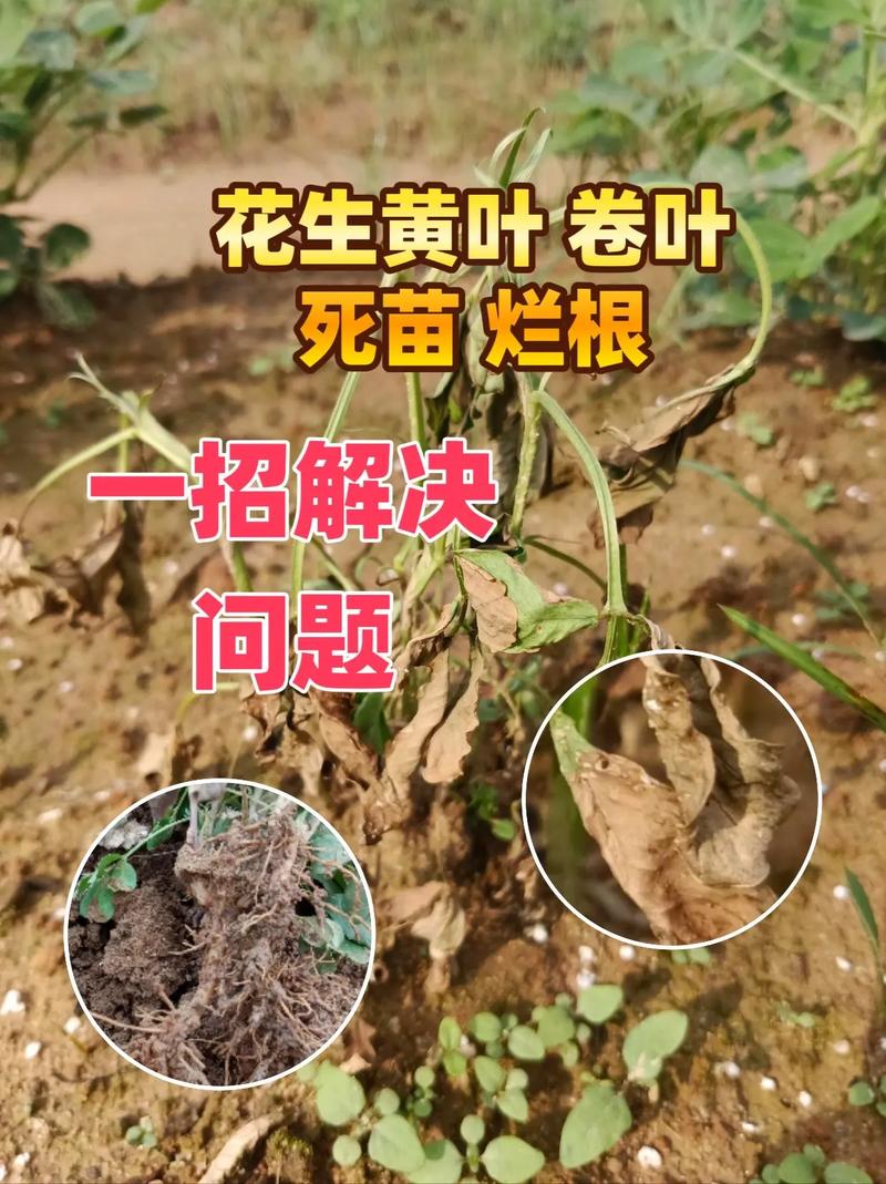 辐射3年度版控制台无法打开怎么办？教你一招解决问题