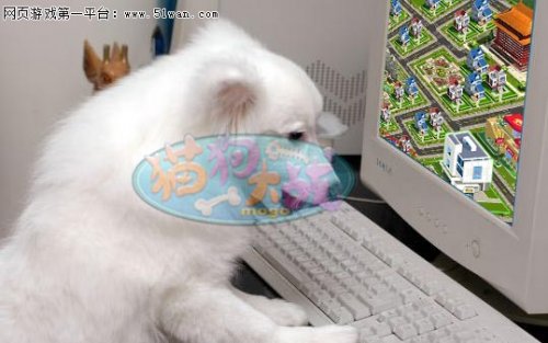 狗玩电脑