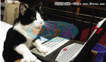 猫玩电脑