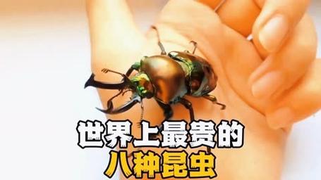 虫虫与昆虫世界：探索自然奇迹的50篇生态散文