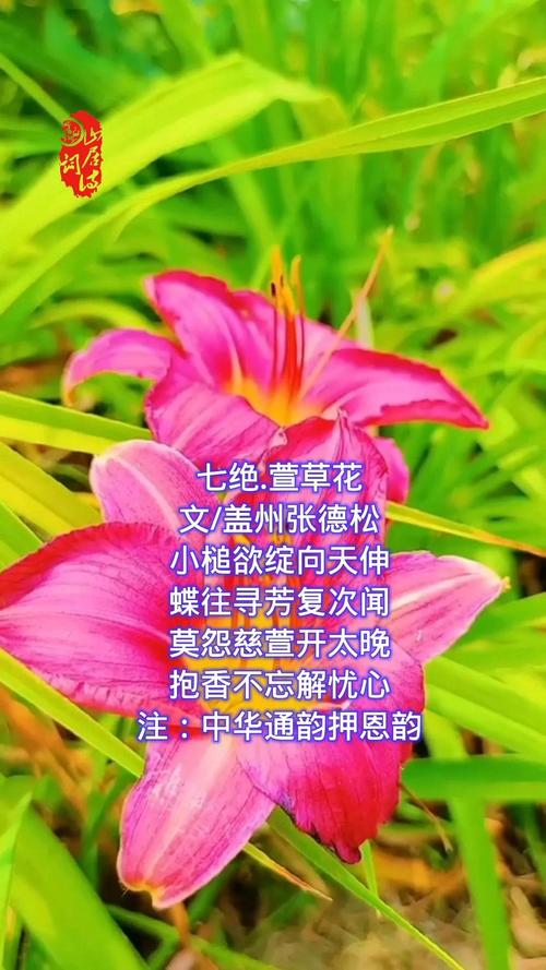 苍云传1.4版本心蝶攻略：心蝶技能加点及玩法详解