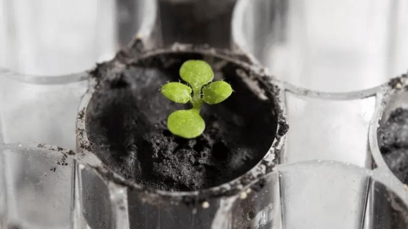 自然状态下月球能种菜吗？科学告诉你答案！