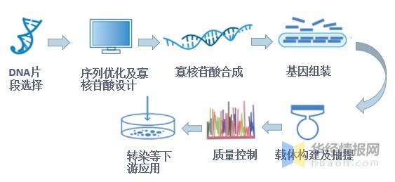第三次生日DNA芯片解析：掌握基因合成提升战力