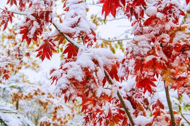 脚尖滑过的地方，火红的枫叶，铺满地；洁白的雪花，飘满天；五彩的果实，挂满枝头，秋——意——浓——郁！