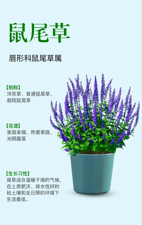 鼠尾草有啥用？好处多到你想不到！