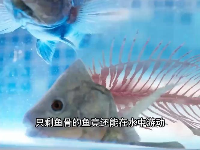 鱼体上发现毛骨悚然的蠕动，这到底是怎么回事？
