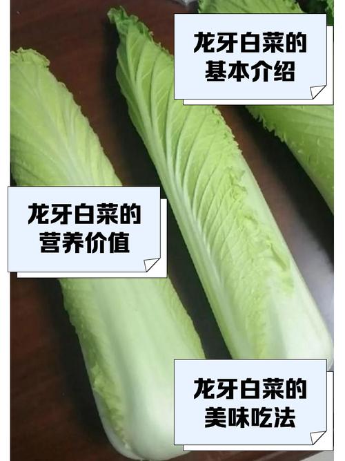 龙牙之父究竟是谁？揭秘他与龙牙品牌不得不说的故事