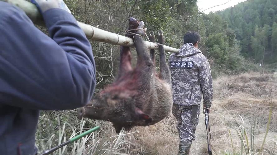 野猪怎么打才合法合规？这些注意事项要知道！