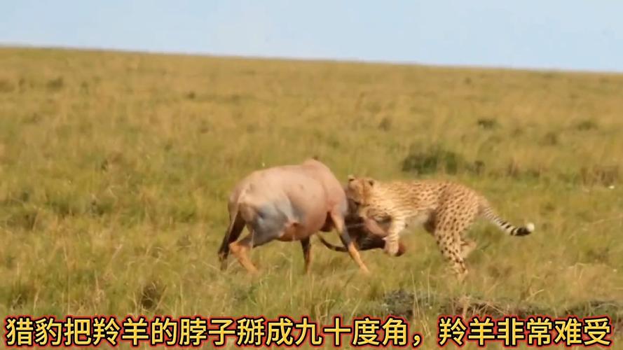 迅捷祖利安猎豹怎么骑？快速驯服坐骑技巧分享！