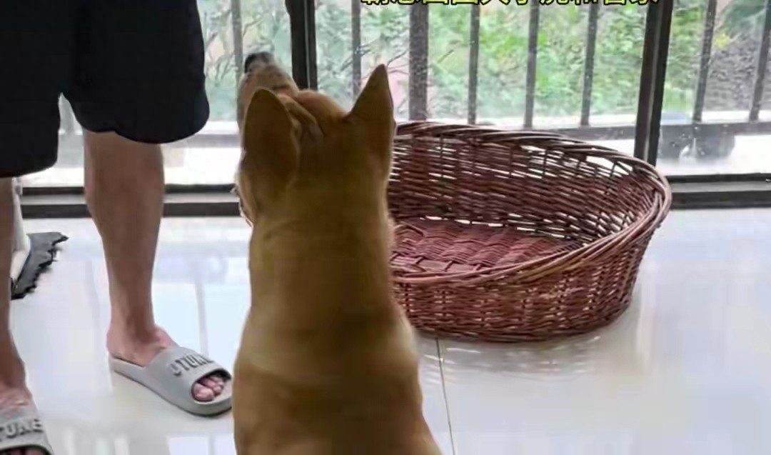 养狗狗游戏_教狗狗听话不用凶_奖励别等做对马上给