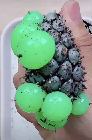 磁力珠 巴克球 危险玩具_发泄游戏玩具