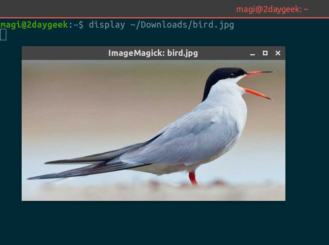 ImageMagick终端图像查看工具_linux display命令查看图像_linux终端游戏