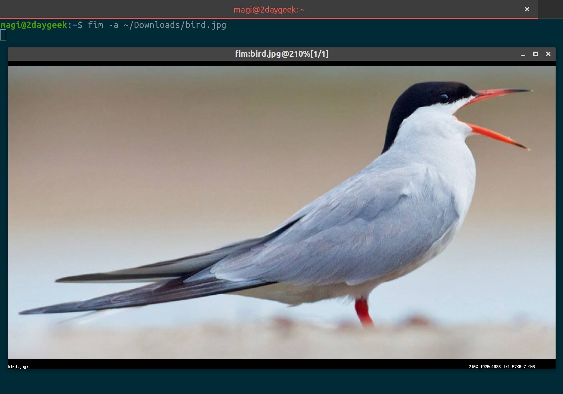 ImageMagick终端图像查看工具_linux display命令查看图像_linux终端游戏