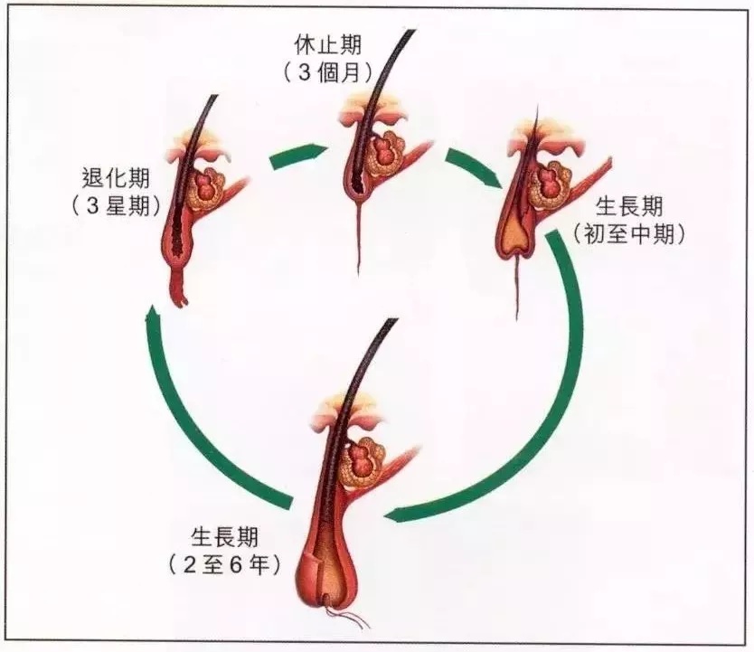 原来这种“发际线”问题可自愈，早点知道就好了