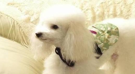 贵宾犬是否容易饲养，需要从它们的优缺点入手考虑