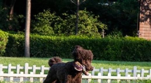 贵宾犬是否容易饲养，需要从它们的优缺点入手考虑