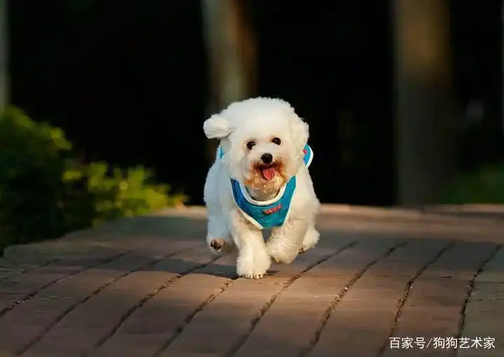 如何养好一只贵宾犬？这6点很关键，不妨看看