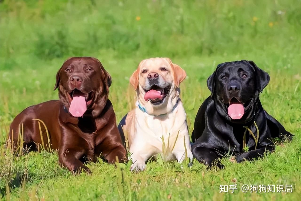最全！常见的27种狗狗，你认识几种？