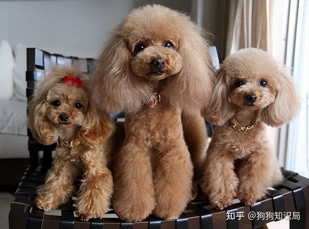 最全！常见的27种狗狗，你认识几种？