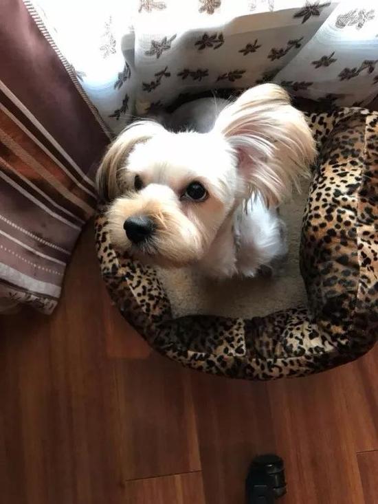 大娇娇的宠物狗，据她所说，每个月花在“儿子”身上的钱比自己还多。