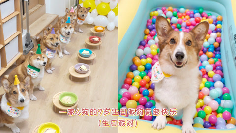 一家6狗的9岁生日派对有多快乐？ - 记录小奶狗的出生成长