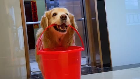 狗狗不仅能照顾生病的麻麻还会赶海抓大货！