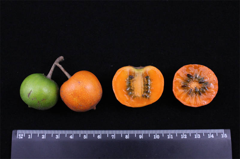 猕猴桃种质资源圃_中科院武汉植物园猕猴桃_猕猴桃卡通图片