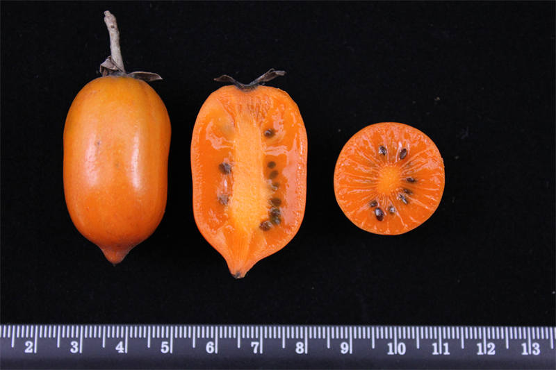 中科院武汉植物园猕猴桃_猕猴桃种质资源圃_猕猴桃卡通图片