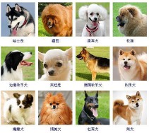 狗的品种大全（狗狗有多少品种）