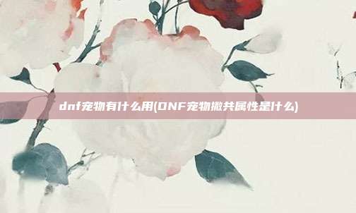 dnf宠物有什么用(DNF宠物撒共属性是什么)