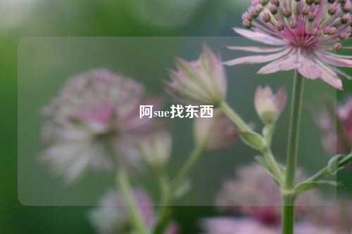 阿sue找东西